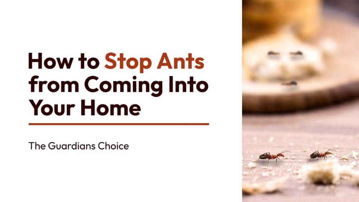 5 Ways to Stop Ants Coming Into Your Home