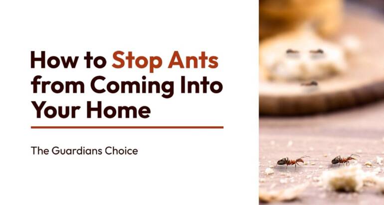 5 Ways to Stop Ants Coming Into Your Home