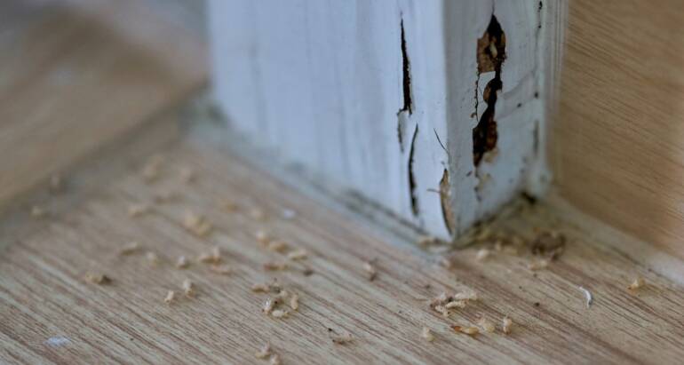 How Fast Can Termites Destroy Your Home?