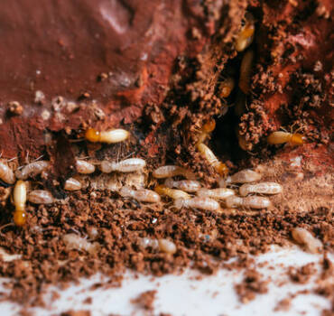 Termite Extermination