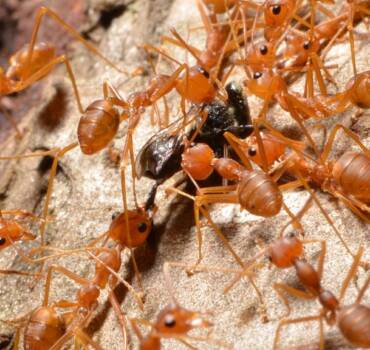 Fire Ants