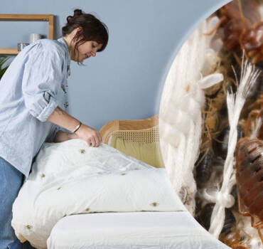 Bed Bugs