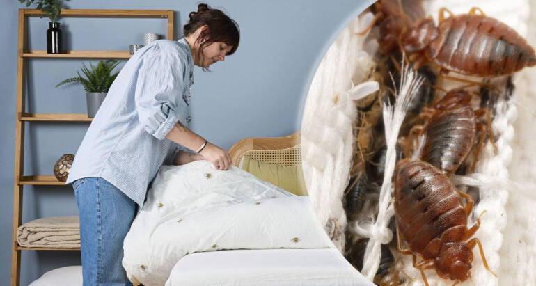 Bed Bugs And Disease – What You Didn’t Know