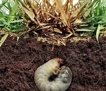 Lawn Grubs Removal