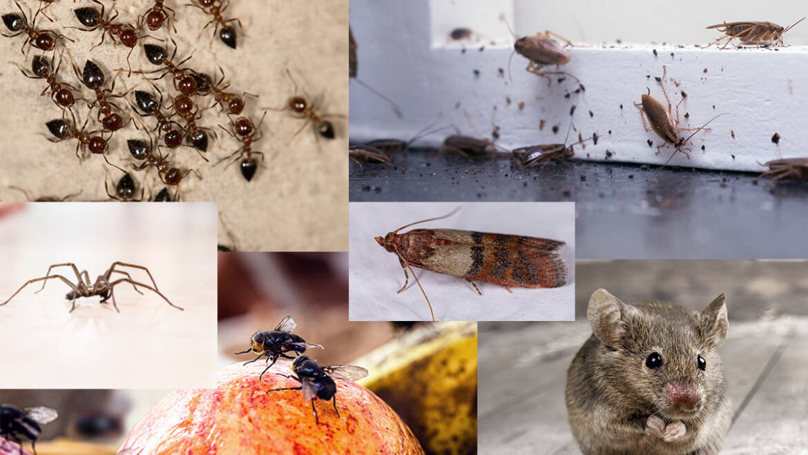 10 Most Common Home Pests and Why They Are Dangerous