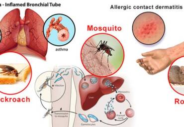 Common Household Pests That Cause Allergies