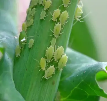 Aphid Removal