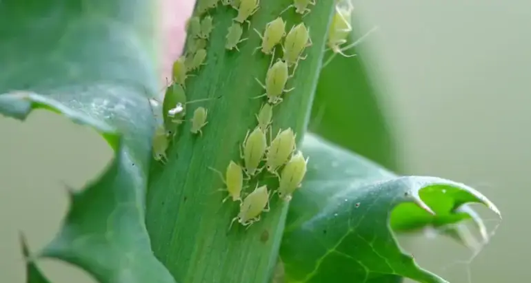 Aphid Removal