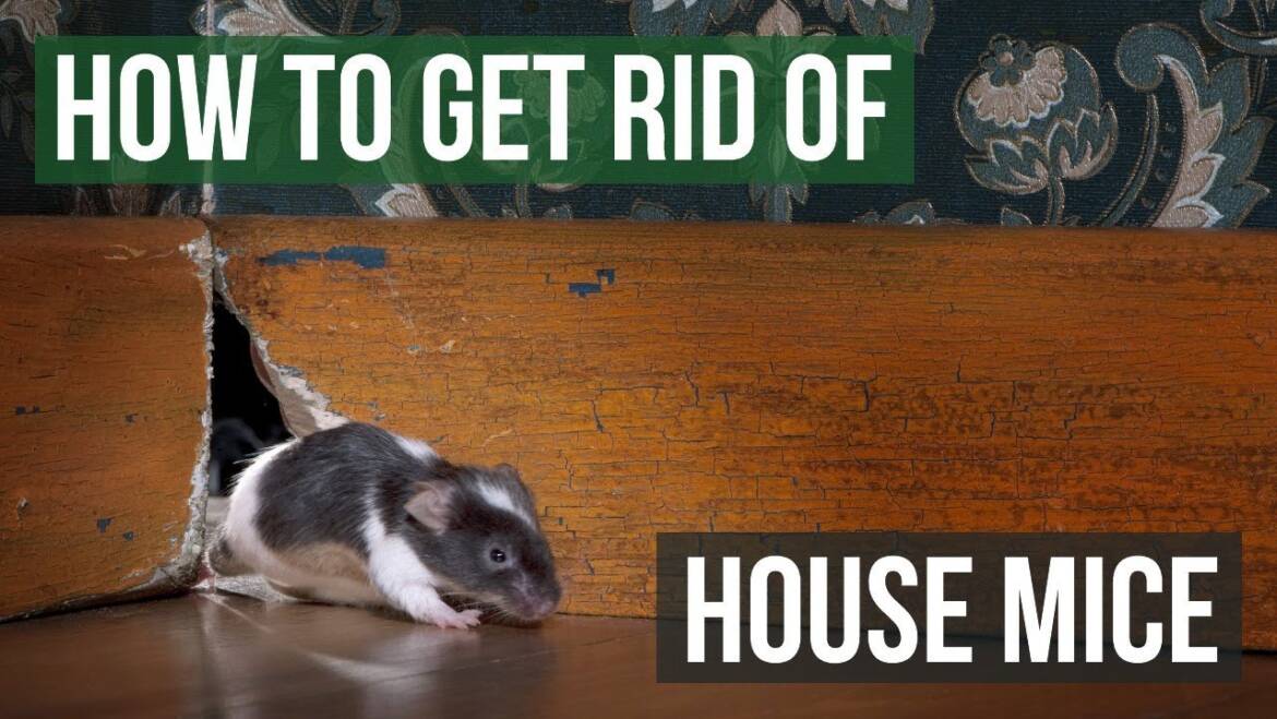 Proven Ways to Keep Mice Out of Your Home