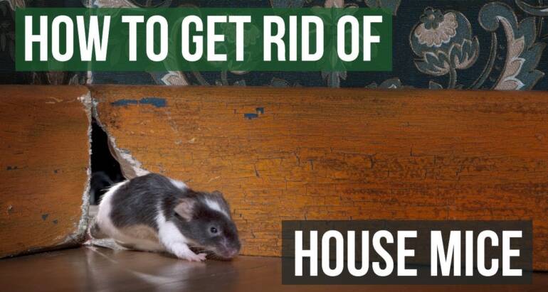Proven Ways to Keep Mice Out of Your Home