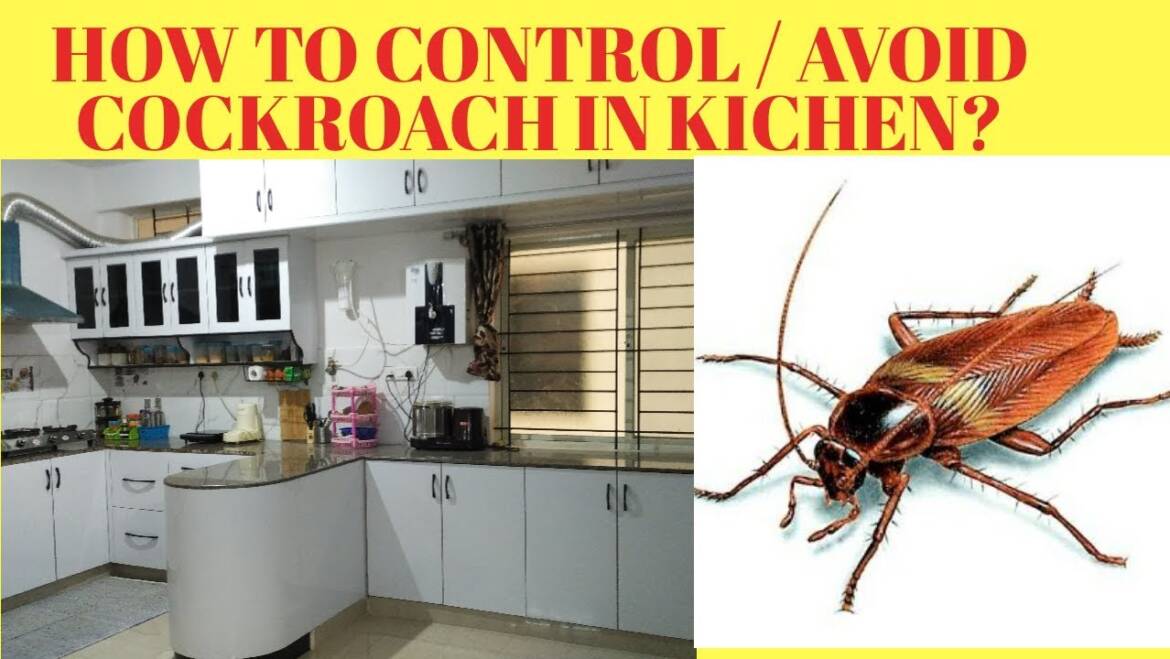 Tips to Prevent and Control Cockroaches from Your Home