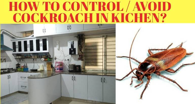 Tips to Prevent and Control Cockroaches from Your Home