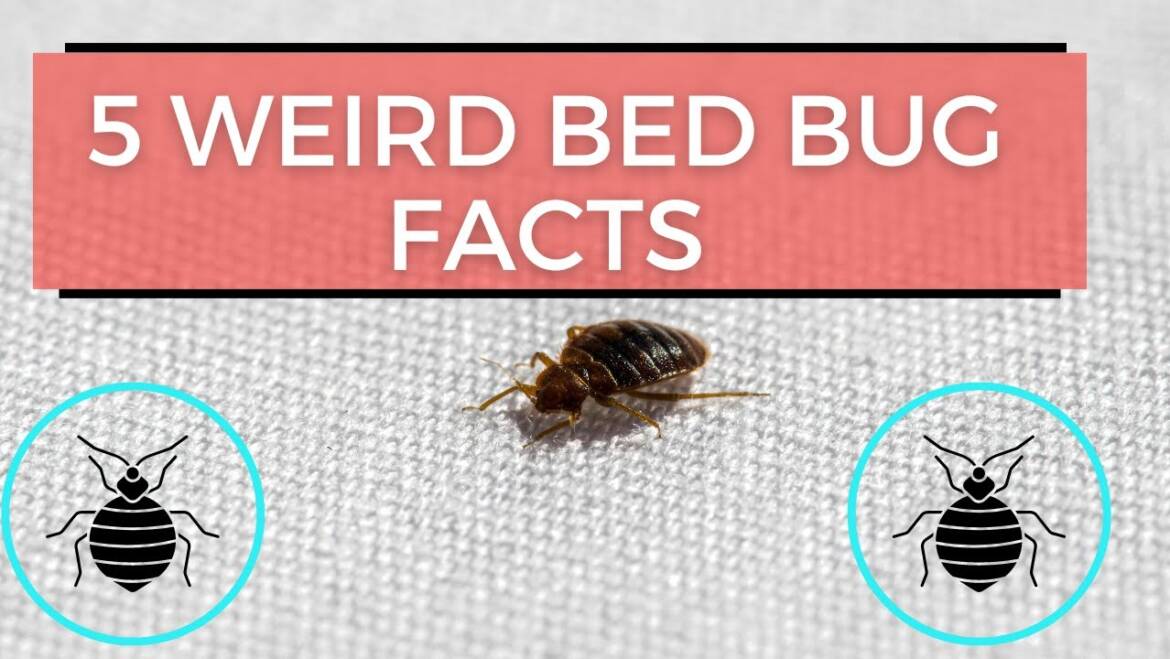 5 Things You Didn’t Know About Bedbugs