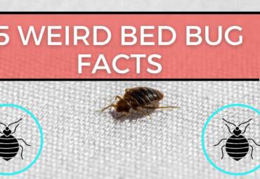 5 Things You Didn’t Know About Bedbugs