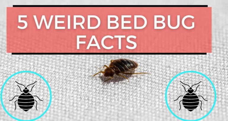 5 Things You Didn’t Know About Bedbugs