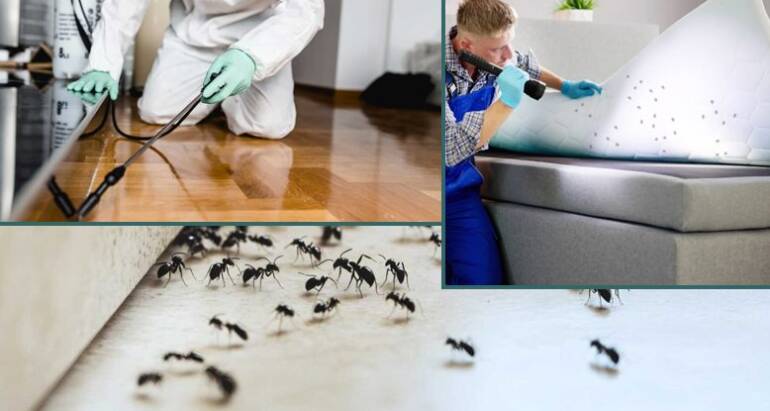 Fast Pest Removal